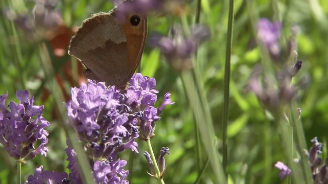 Papillon butinant la lavande