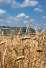 wheat and beautiful sky with clouds