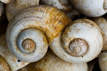 Spiral shells