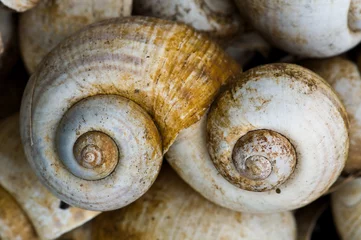 Poster Spiral shells © sattapapan tratong