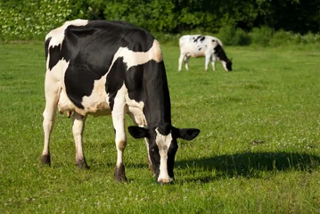 Crédence de cuisine en verre imprimé Vache Grazing Cows