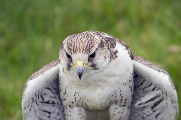 Saker Falcon