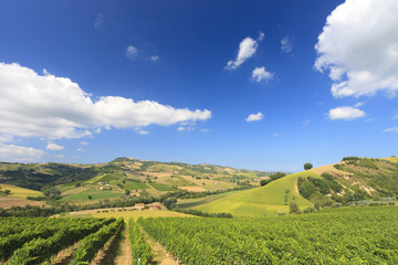 Italian landscape with vineyard in summer - 24295833