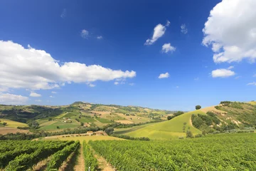 Wandaufkleber Italian landscape with vineyard in summer © Bas Meelker 