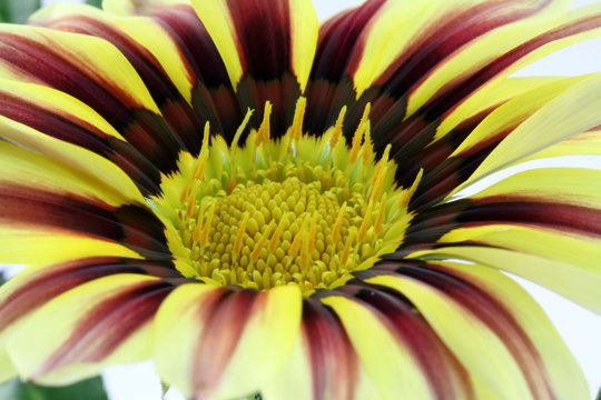 gazania