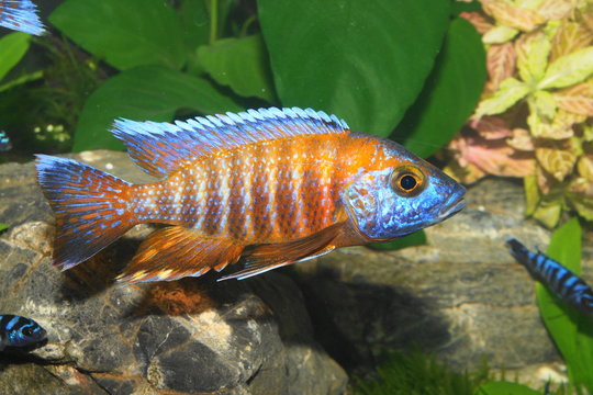 Aulonocara jacobfreibergi