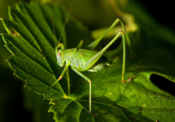 Grasshopper on a leaf