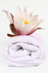 badetuch,seerose © Swetlana Wall