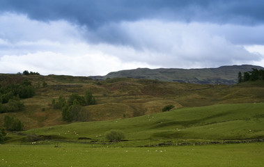 Fototapeta na wymiar sheep grazing scottish countryside