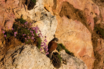 Kestrel