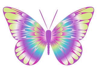 Colorful butterfly
