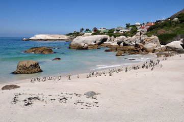 Fototapeta na wymiar Republika Południowej Afryki - Penguin