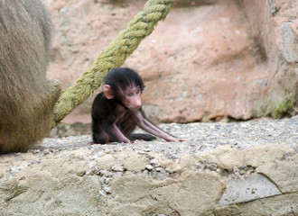 Baby Gorilla Sitting