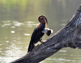 African Darter (Anbinga malenogaster)