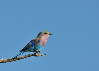 Lilacbreasted Roller