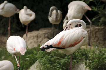 White flamingo