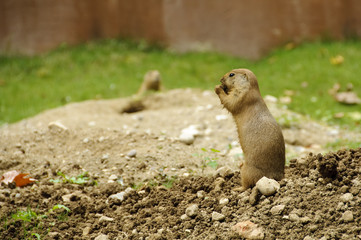 Standing black-tailed prairie dog