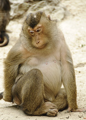 Sad monkey (pig-tailed macaque)