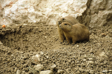 Couple of black-tailed prairie dogs near their hole