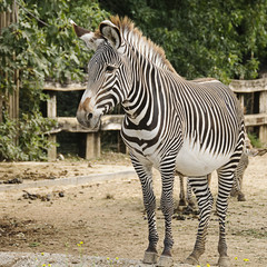Fototapeta na wymiar Imperial zebra (Zebra Grevy'ego)