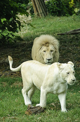 White lion and lioness
