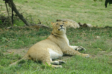 Resting lioness