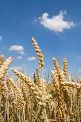 Weizenfeld im Sommer