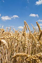 Weizenfeld im Sommer