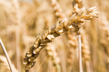 Weizenfeld im Sommer