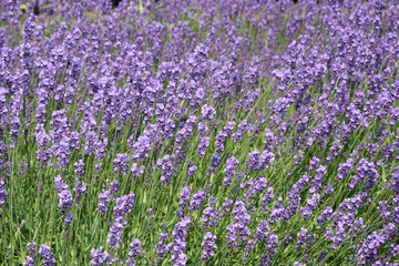 Obraz premium lavender flowers