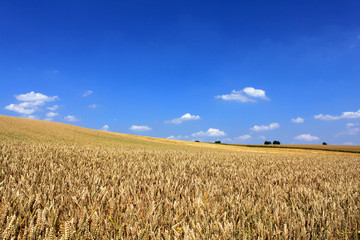 wheat field blue sky white clouds