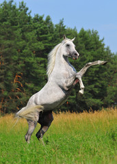 rearing arab horse