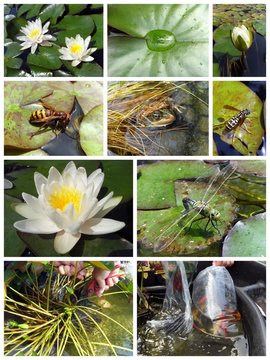 cr&eacute;ation d'un bassin de jardin , faune et flore aquatique