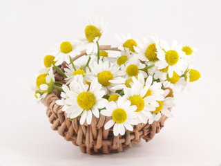 Körbchen voll Kamilleblüten