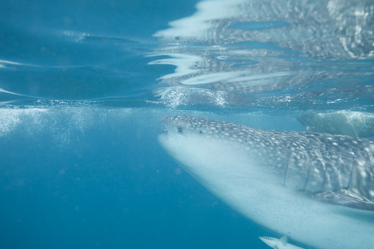 Walhai - Whale shark