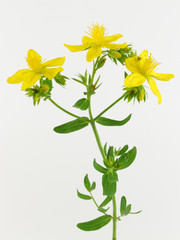 Heilpflanze: Johanniskraut