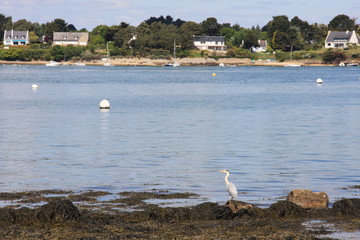 Golfe du Morbihan, ile aux moines