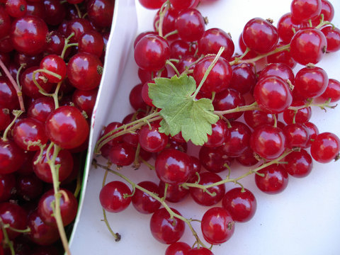 fruits du groseillier