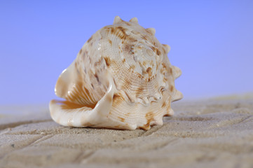 Muschel am Sandstrand