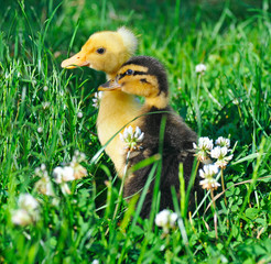 two little ducks on green grass
