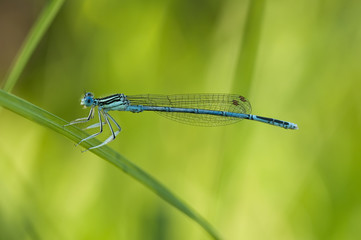 Blue damselfly perched on a blade of grass