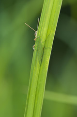 Grasshopper hiding behind a blade of grass