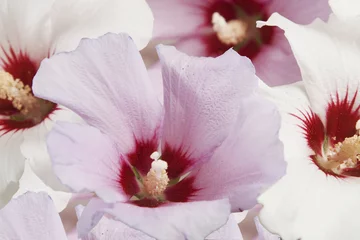 Zelfklevend Fotobehang witte en paarse bloemen © caimacanul