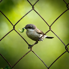 Lesser Whitethroat, Sylvia curruca