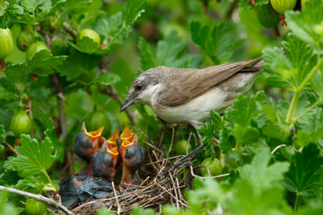 Lesser Whitethroat, Sylvia curruca © fotoparus