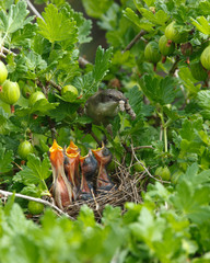 Lesser Whitethroat, Sylvia curruca