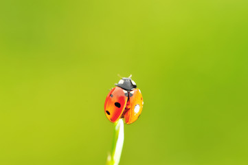 Ladybug ready to fly