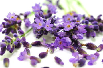 Lavendelblüten