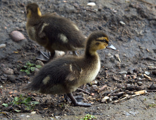 Mallard Chick