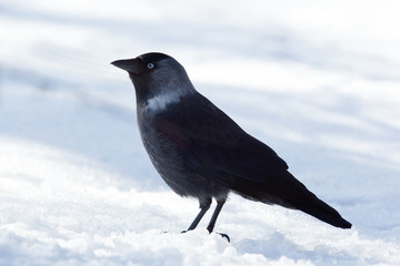 Jackdaw (Corvus monedula)